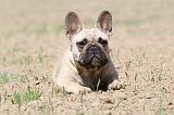 BOULEDOGUE FRANCAIS 351